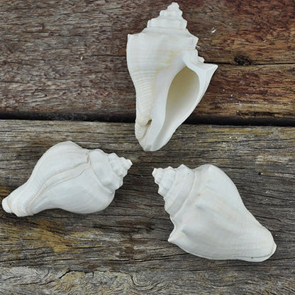 Conch Shell White Each 5cm-7.5cm Ocean Nature Play Tools and Toys