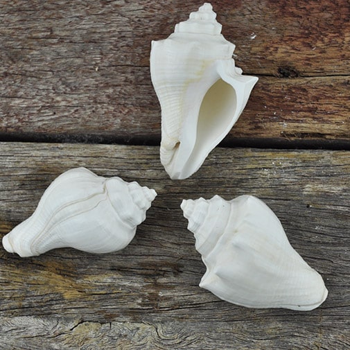 Conch Shell White Each 5.5cm-7cm Ocean Nature Play Tools and Toys