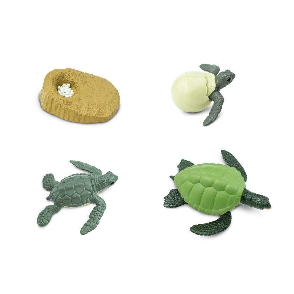 Life Cycle of A Green Turtle Montessori Language Toys Animal Figurine Sea Life Collection by Safari Ltd Early Science STEM Turtle Toys 4yrs+