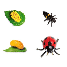 Life Cycle of a Ladybug Montessori Language Animal Figurines Collection by Safari Ltd Early Science STEM Bug Toys 4yrs+