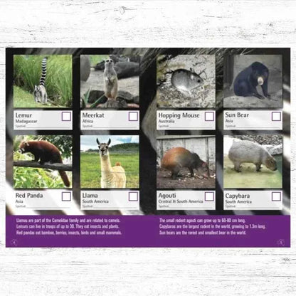 I Spy Zoo Edition Activity Book by Spotto Books (Paperback) Travel Book Clearance 2yrs+